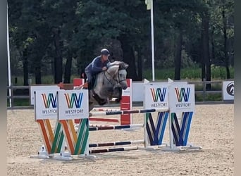 Anglo European Studbook, Mare, 6 years, 16 hh