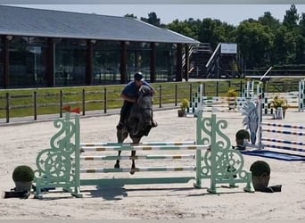 Anglo European Studbook, Mare, 6 years, 16 hh