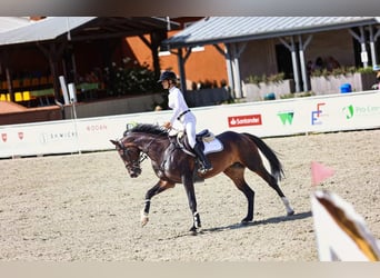 Anglo European Studbook, Mare, 6 years, 16,1 hh, Smoky-Black