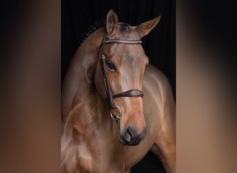 Anglo European Studbook, Mare, 6 years, 17 hh, Brown