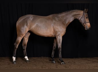 Anglo European Studbook, Mare, 6 years, 17 hh, Brown