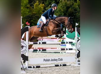 Anglo European Studbook, Mare, 6 years, 17 hh, Brown