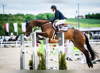 Anglo European Studbook, Mare, 6 years, 17 hh, Brown