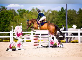 Anglo European Studbook, Mare, 6 years, 17 hh, Brown