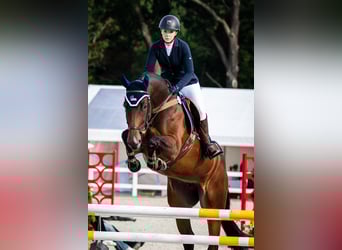 Anglo European Studbook, Mare, 6 years, 17 hh, Brown