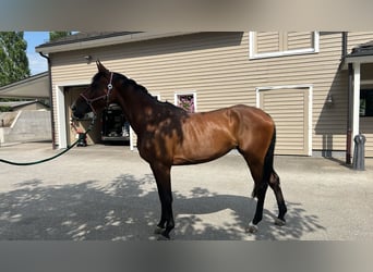 Anglo European Studbook, Mare, 6 years, Brown