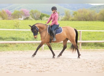 Anglo European Studbook, Mare, 7 years, 14.2 hh, Dun