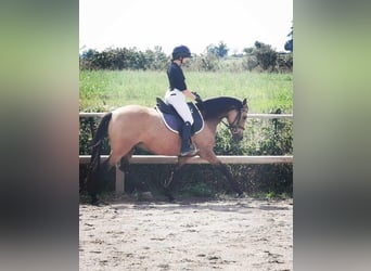 Anglo European Studbook, Mare, 7 years, 14,2 hh, Dun