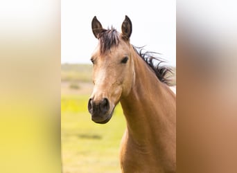 Anglo European Studbook, Mare, 7 years, 14,2 hh, Dun