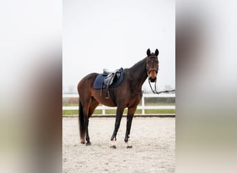 Anglo European Studbook, Mare, 7 years, 15,2 hh, Bay-Dark