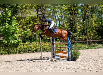 Anglo European Studbook, Mare, 7 years, 15.2 hh, Brown