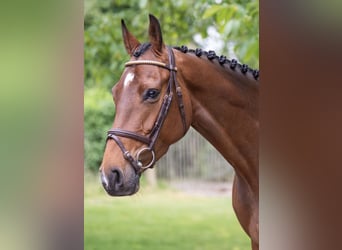 Anglo European Studbook, Mare, 7 years, 15.3 hh, Brown