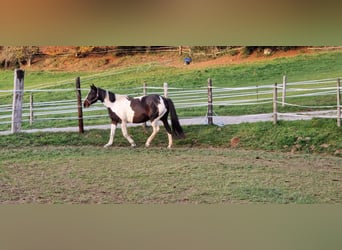 Anglo European Studbook, Mare, 7 years, 15,1 hh, Pinto