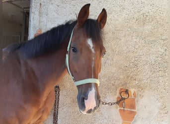 Anglo European Studbook, Mare, 7 years, 16.1 hh, Brown