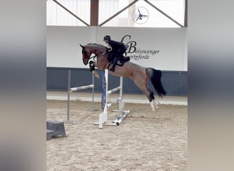 Anglo European Studbook, Mare, 7 years, 16.2 hh
