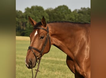 Anglo European Studbook, Mare, 7 years, 16.3 hh, Brown