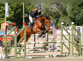 Anglo European Studbook, Mare, 7 years, 16.3 hh, Brown