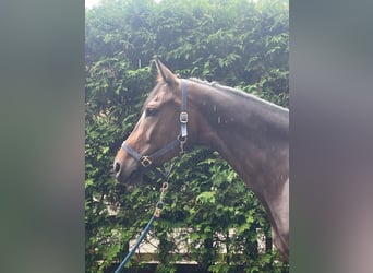 Anglo European Studbook, Mare, 7 years, 16 hh, Bay-Dark