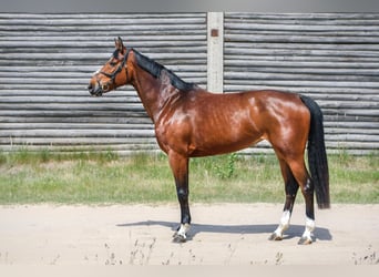 Anglo European Studbook, Mare, 7 years, 16 hh, Bay