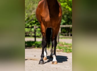 Anglo European Studbook, Mare, 7 years, 16 hh, Brown