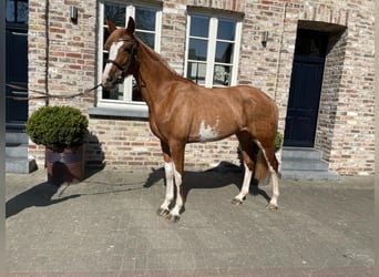 Anglo European Studbook, Mare, 7 years, 16 hh, Chestnut-Red