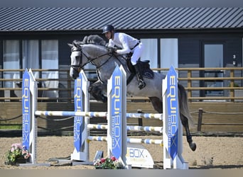 Anglo European Studbook, Mare, 7 years, 16 hh, Gray