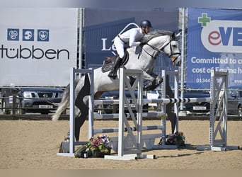 Anglo European Studbook, Mare, 7 years, 16 hh, Gray