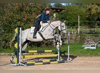 Anglo European Studbook, Mare, 7 years, 16,2 hh, Grey-Dapple