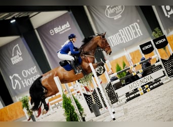 Anglo European Studbook, Mare, 7 years, 17 hh, Brown