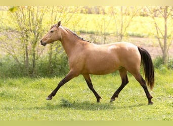 Anglo European Studbook, Mare, 8 years, 14.2 hh, Dun