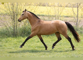 Anglo European Studbook, Mare, 8 years, 14,2 hh
