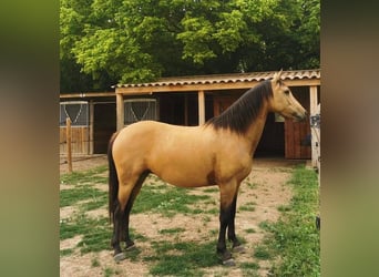 Anglo European Studbook, Mare, 8 years, 14,2 hh, Dun