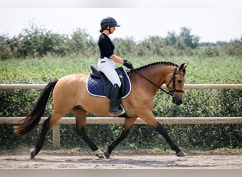 Anglo European Studbook, Mare, 8 years, 14,2 hh, Dun