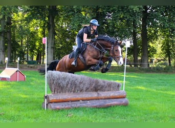 Anglo European Studbook, Mare, 8 years, 15.3 hh, Brown