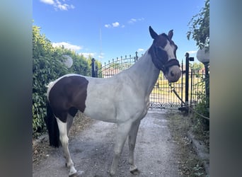 Anglo European Studbook, Mare, 8 years, 15,2 hh, Pinto