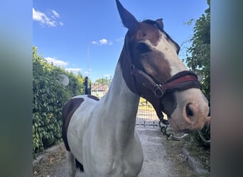 Anglo European Studbook, Mare, 8 years, 15,2 hh, Pinto