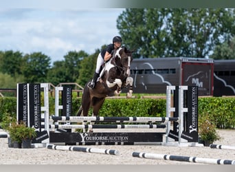 Anglo European Studbook, Mare, 8 years, 16.3 hh, Pinto