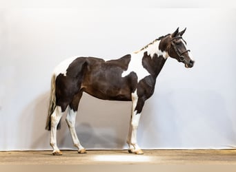 Anglo European Studbook, Mare, 8 years, 16.3 hh, Pinto