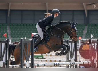 Anglo European Studbook, Mare, 8 years, 16 hh, Brown