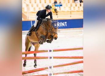 Anglo European Studbook, Mare, 8 years, 16 hh, Brown