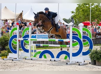 Anglo European Studbook, Mare, 8 years, 16 hh, Brown