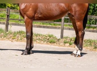 Anglo European Studbook, Mare, 8 years, 16 hh, Brown