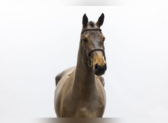 Anglo European Studbook, Mare, 8 years, 16 hh