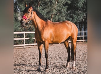 Anglo European Studbook, Mare, 8 years, 16,1 hh, Bay