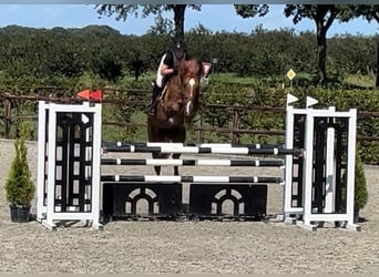Anglo European Studbook, Mare, 8 years, 16,1 hh, Chestnut-Red