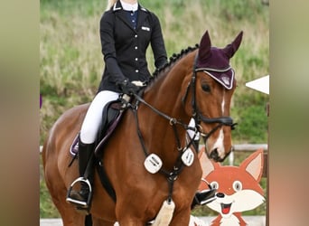 Anglo European Studbook, Mare, 8 years, 16,3 hh, Brown