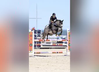 Anglo European Studbook, Mare, 8 years, 16,3 hh, Gray-Red-Tan