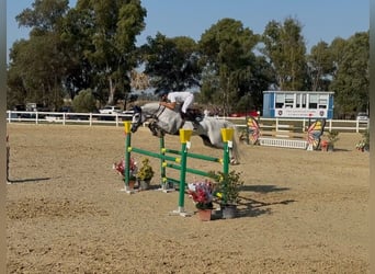 Anglo European Studbook, Mare, 8 years, 17.1 hh, Grey