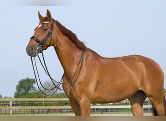 Anglo European Studbook, Mare, 9 years, 16.1 hh, Chestnut-Red