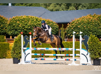 Anglo European Studbook, Mare, 9 years, 16.2 hh, Bay